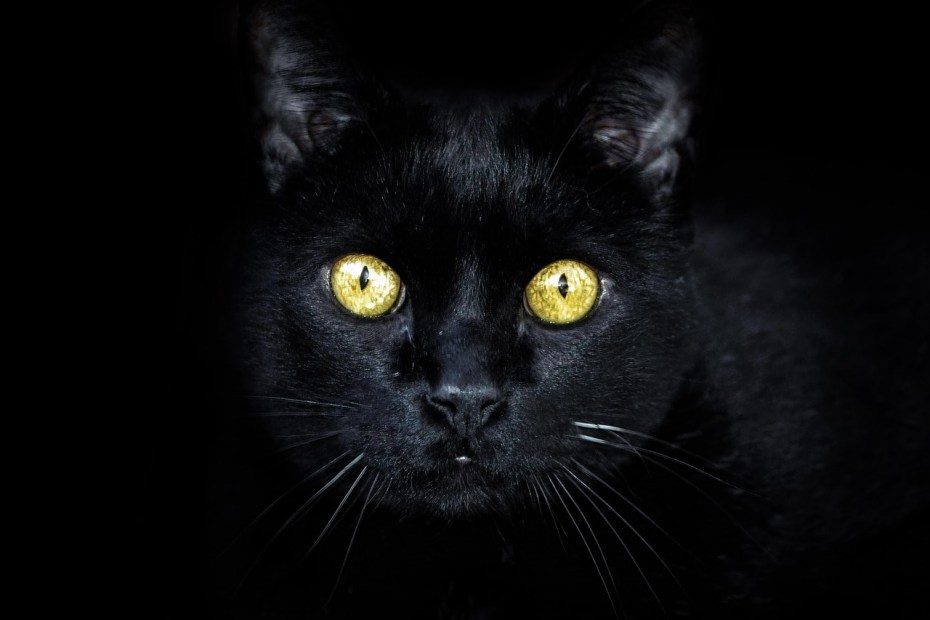 Коты тильт