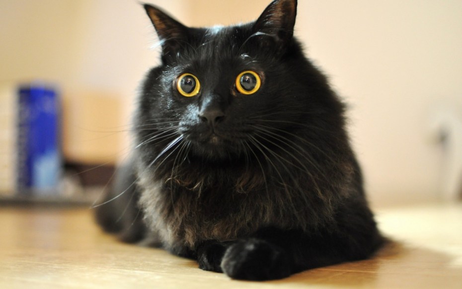 Чёрный кот