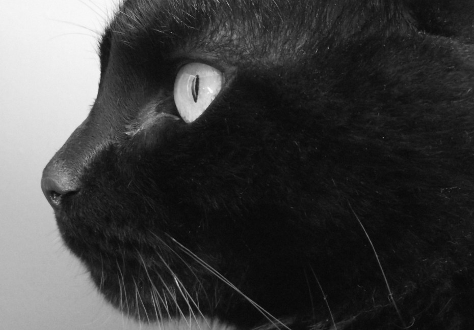 Черная кошка