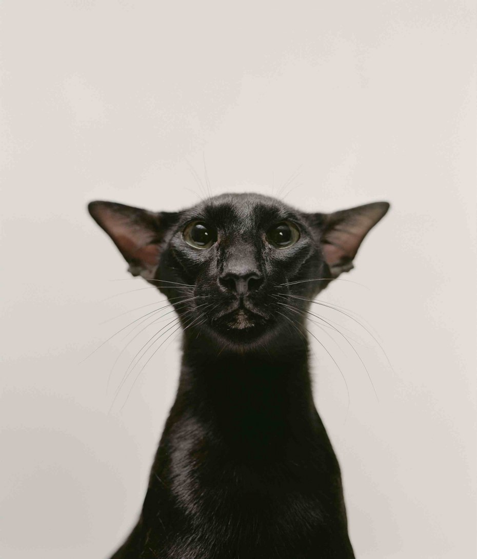 Кошка чёрная сказчная
