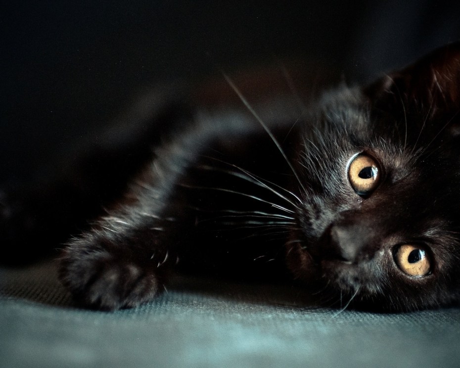 Cat boy kami Black face