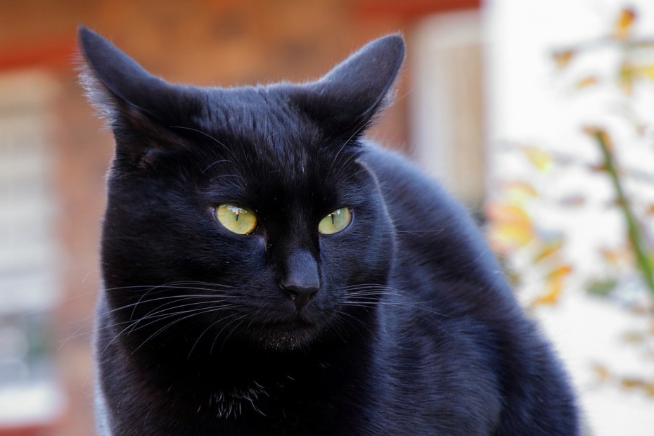 Черные коты