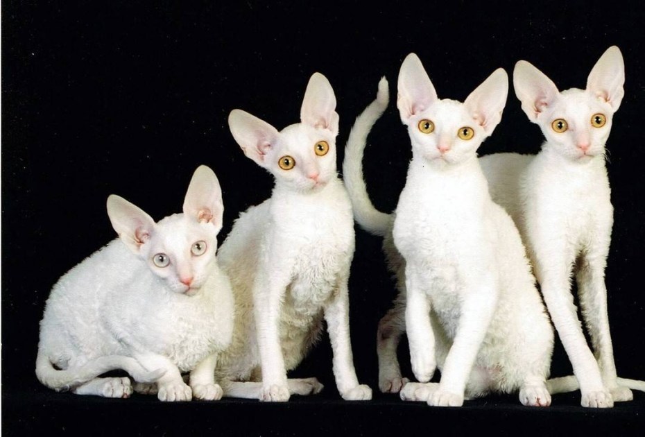 Корнуэльский рекс кошка