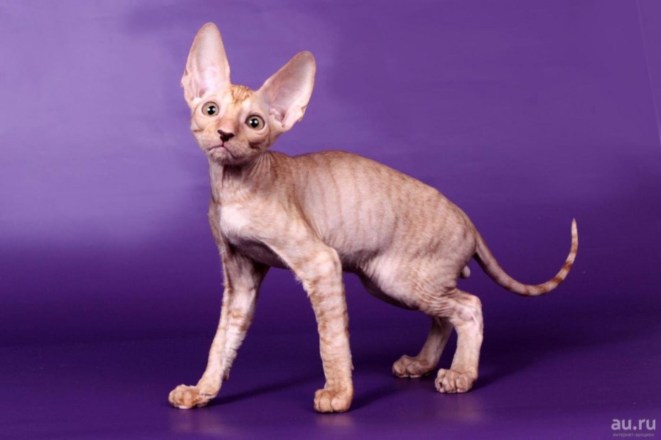 Корниш рекс кошка