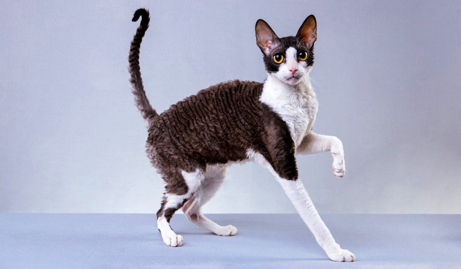 Коты породы Корниш рекс