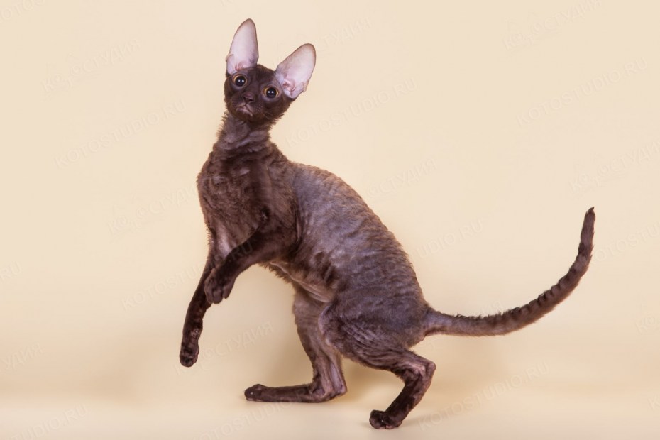 Корниш рекс кошка