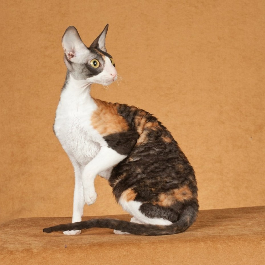 Сфинкс кошка Корниш рекс