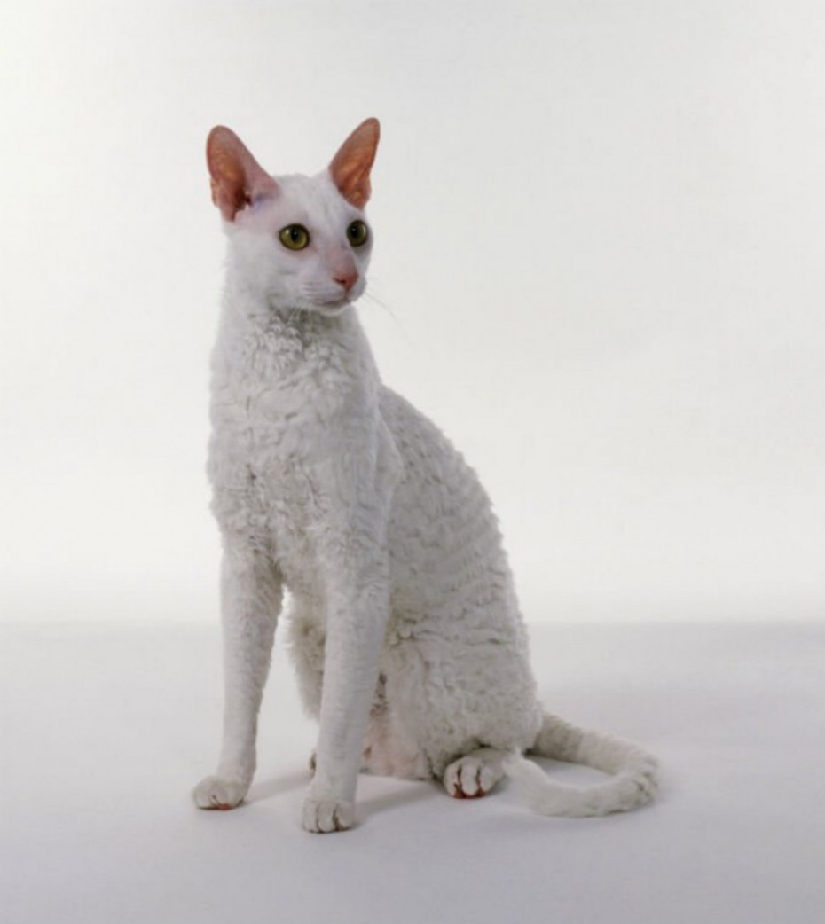 Корниш рекс белый котенок