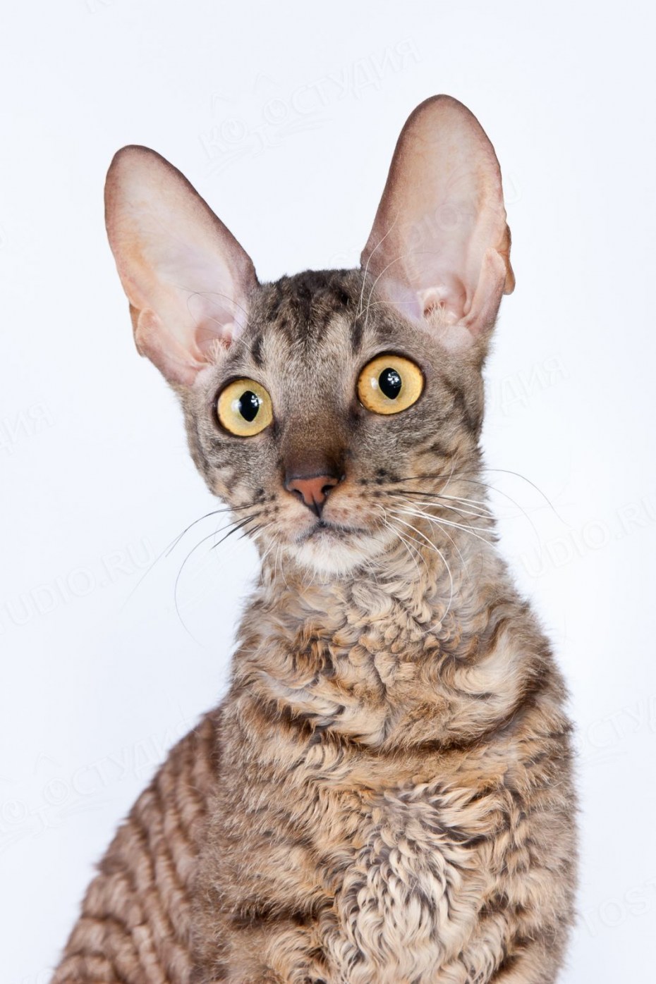 Коты породы Корниш рекс