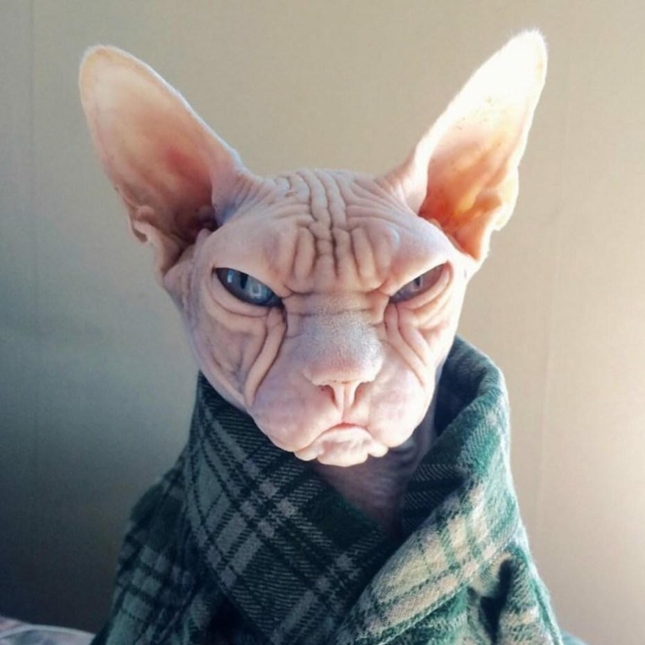 Недовольный сфинкс