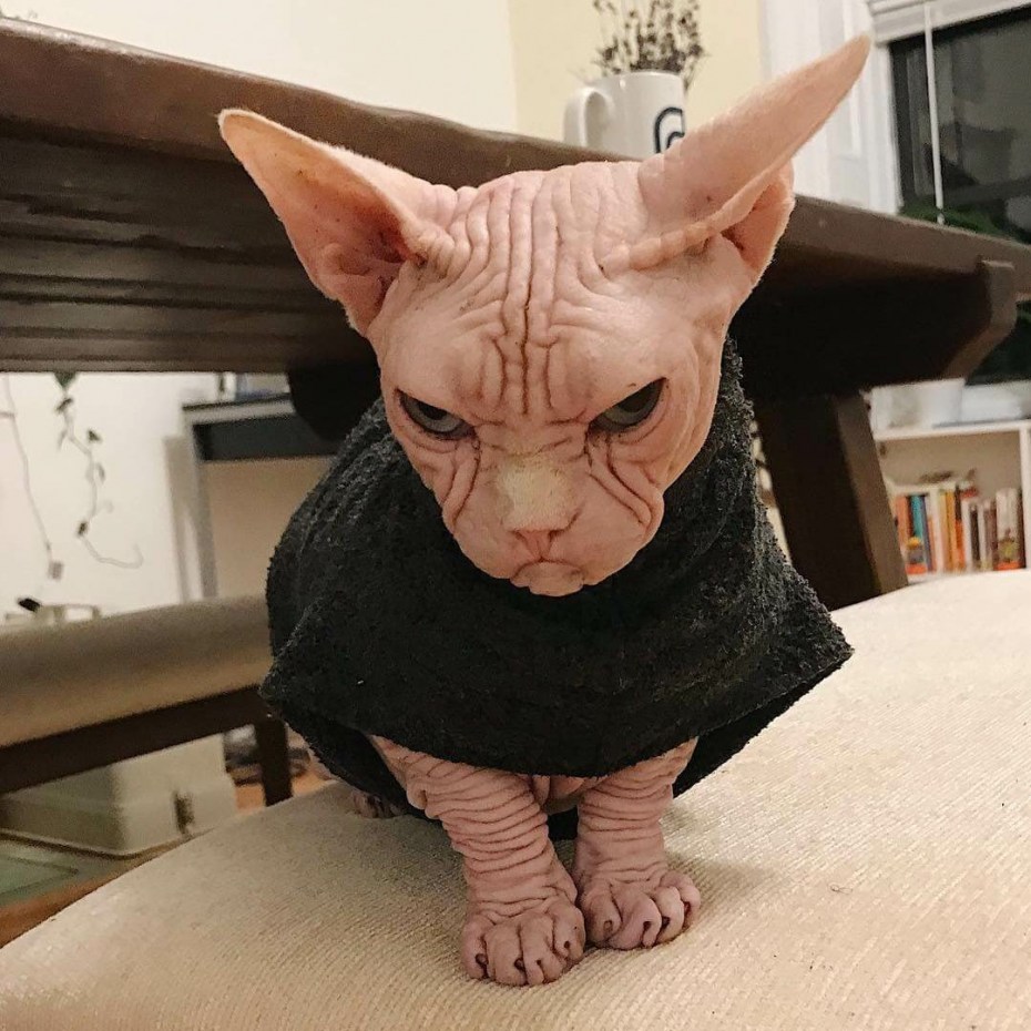 Сфинкс кошка морщинистая
