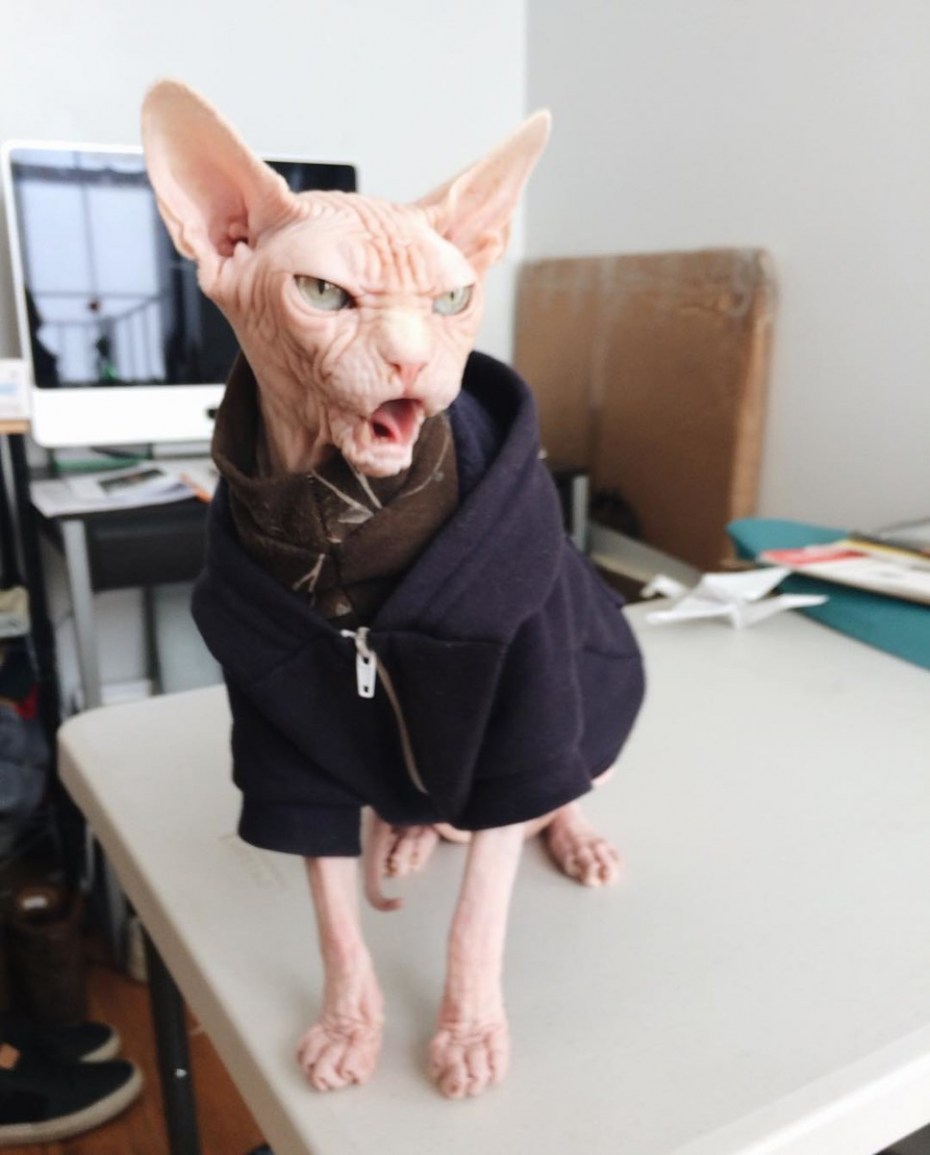 Страшный кот