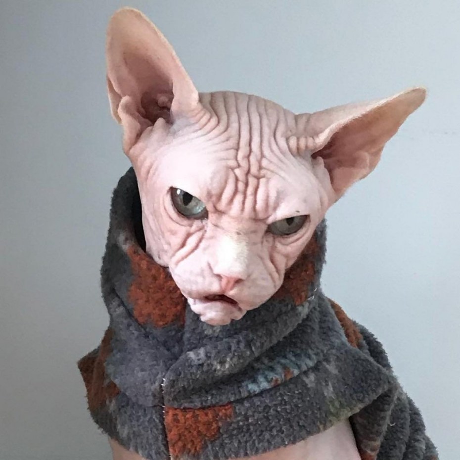 Сфинкс кошка морщинистая