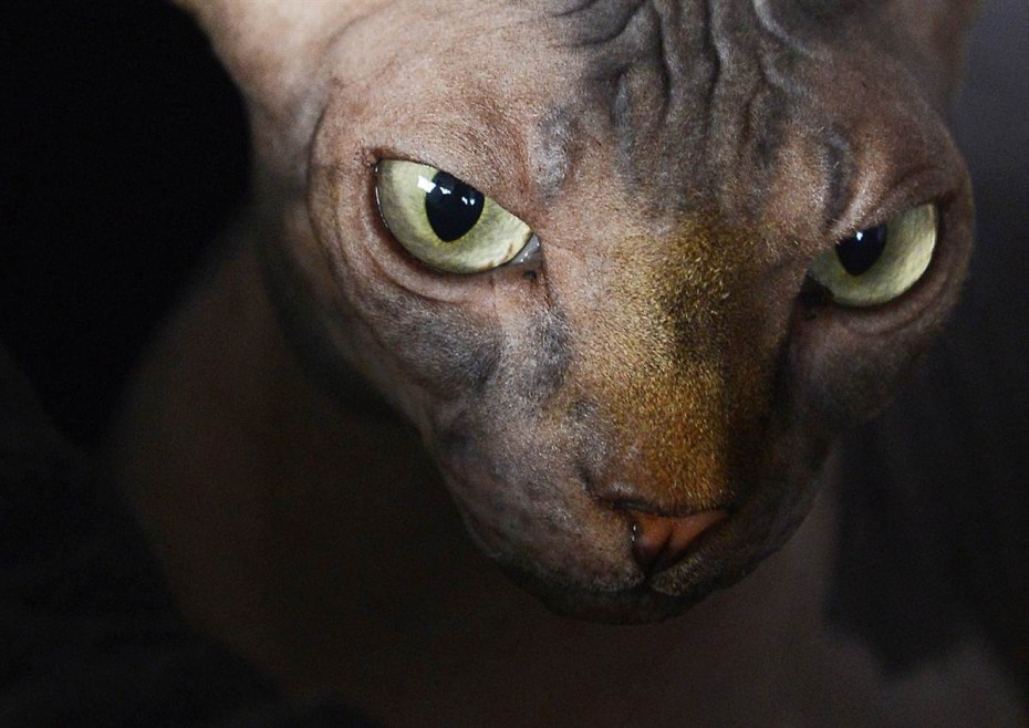 Сфинкс кошка