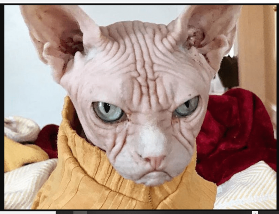 Недовольный сфинкс