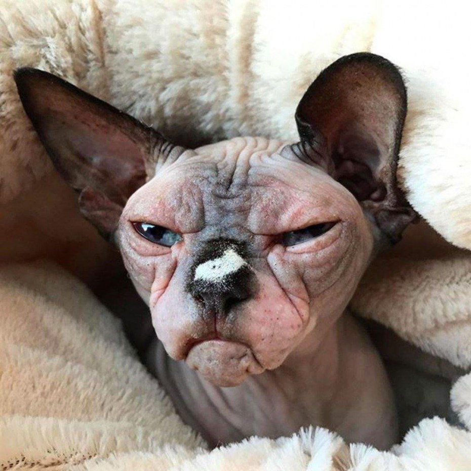 Смешные лысые коты