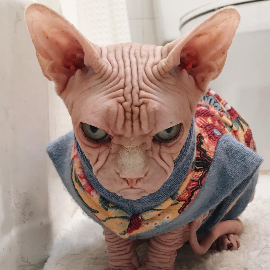 Самый страшный кот сфинкс в мире