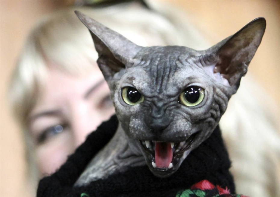Коты без шерсти