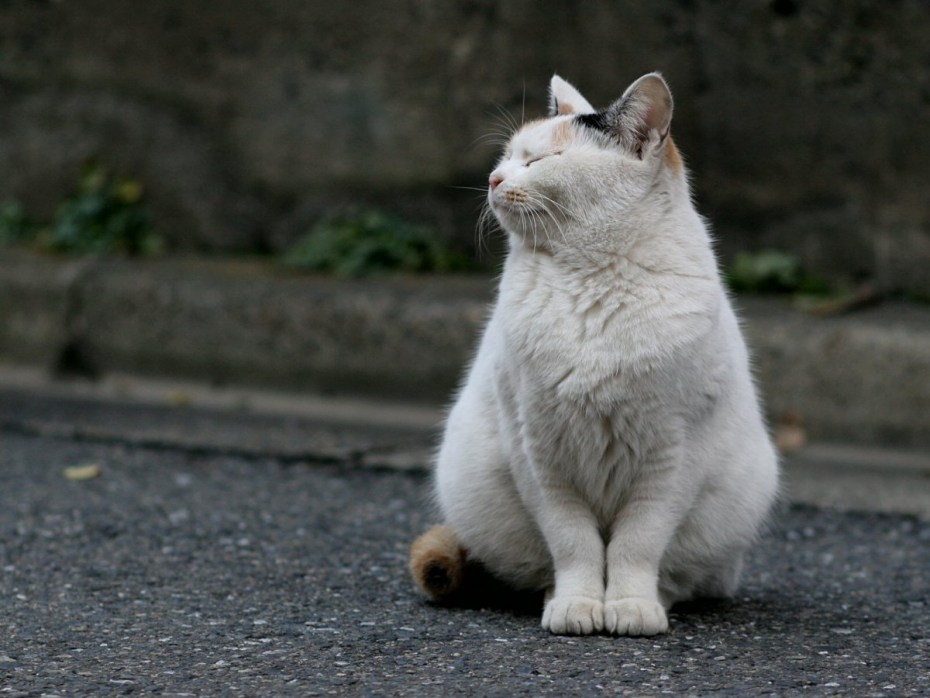 Высокомерная кошка