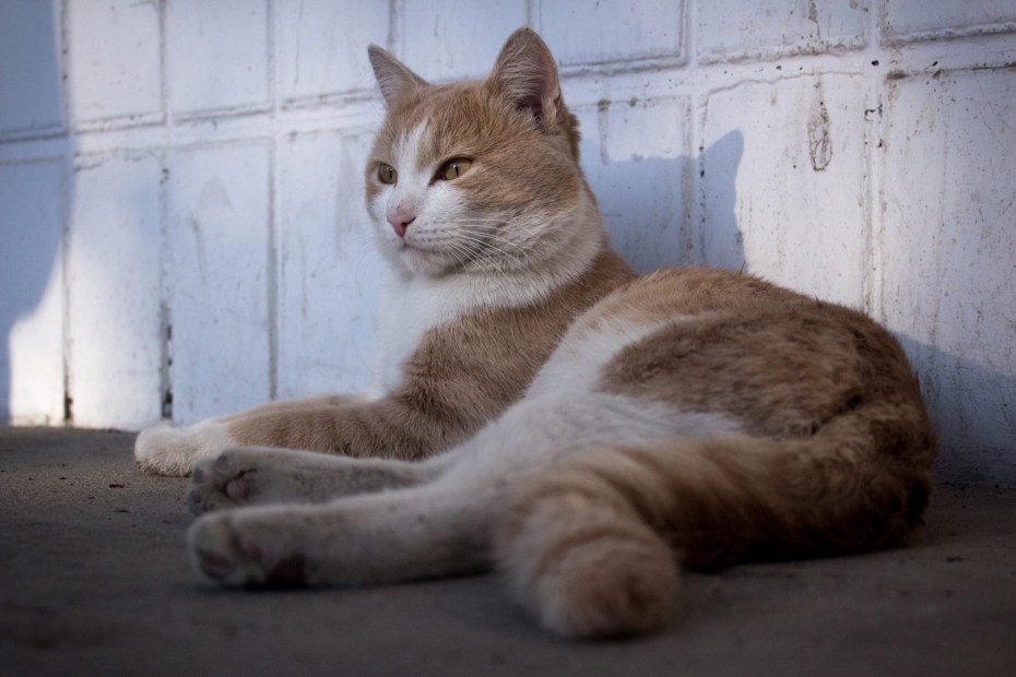 Грациозная кошка
