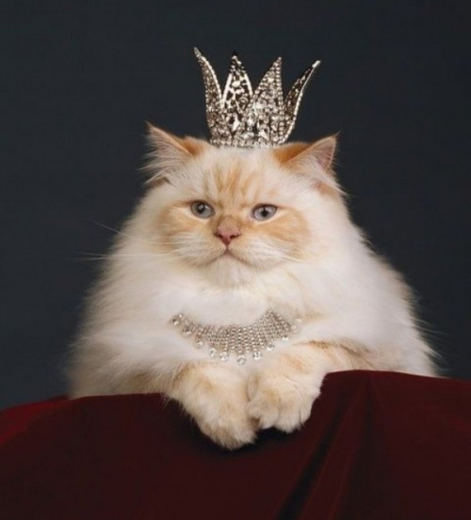 Хитрые коты