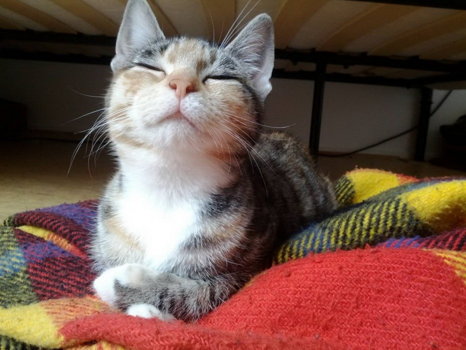 Гордая кошка