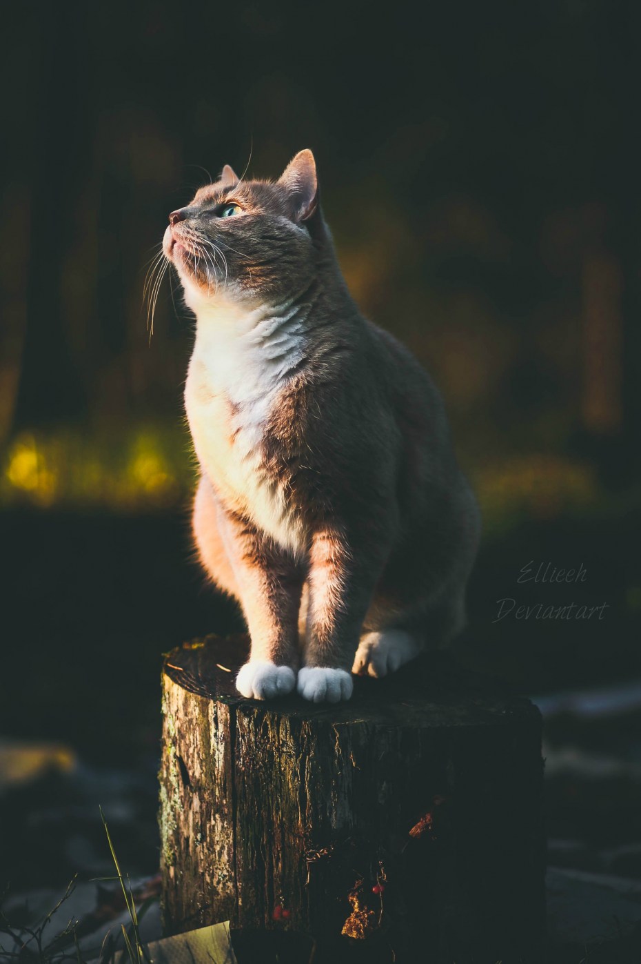 Кошачьи эмоции