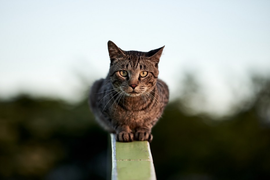Кот на перилах