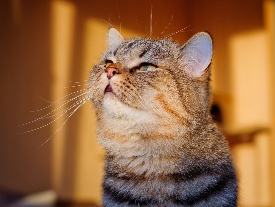 Стих про кота смешной
