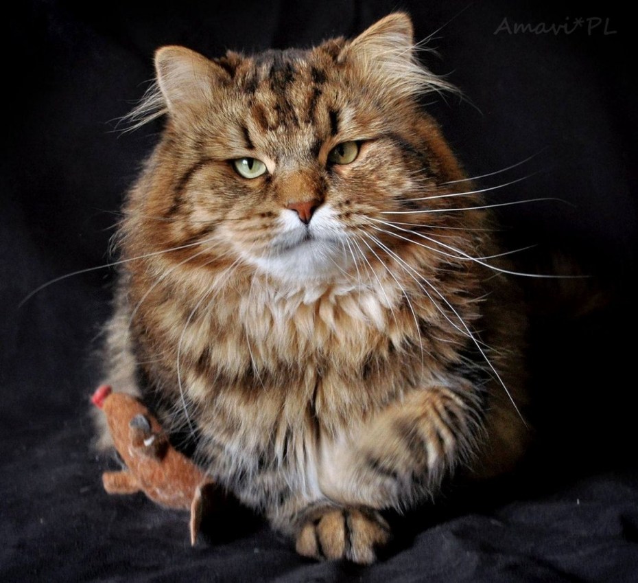 Презрительный кот