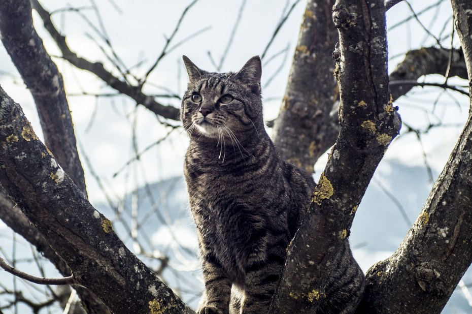 Американский кёрл котенок рыжий