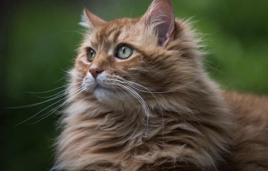 Красивые коты