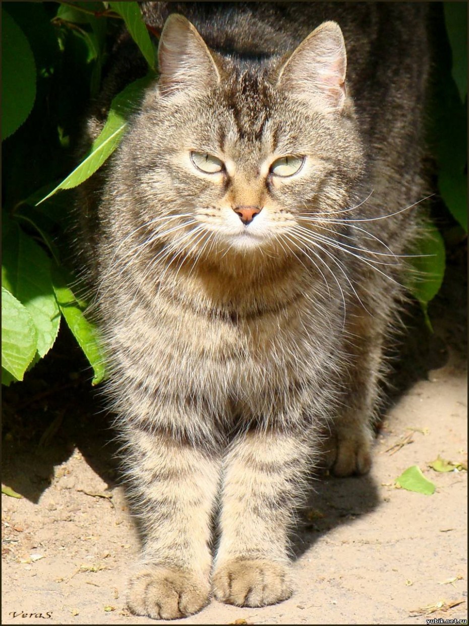 Гордая кошка