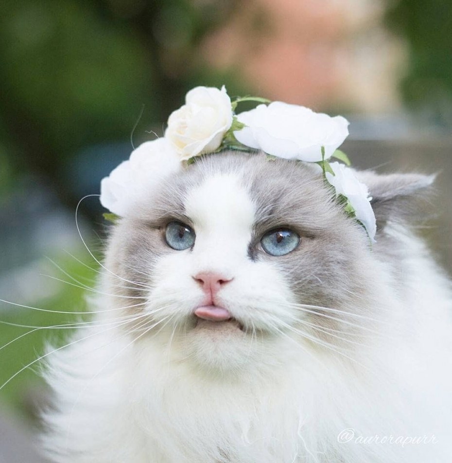 Радостный кот