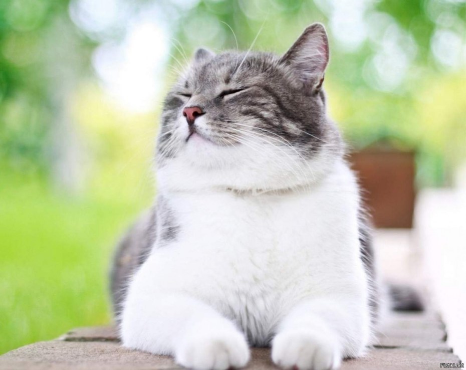 Важная кошка