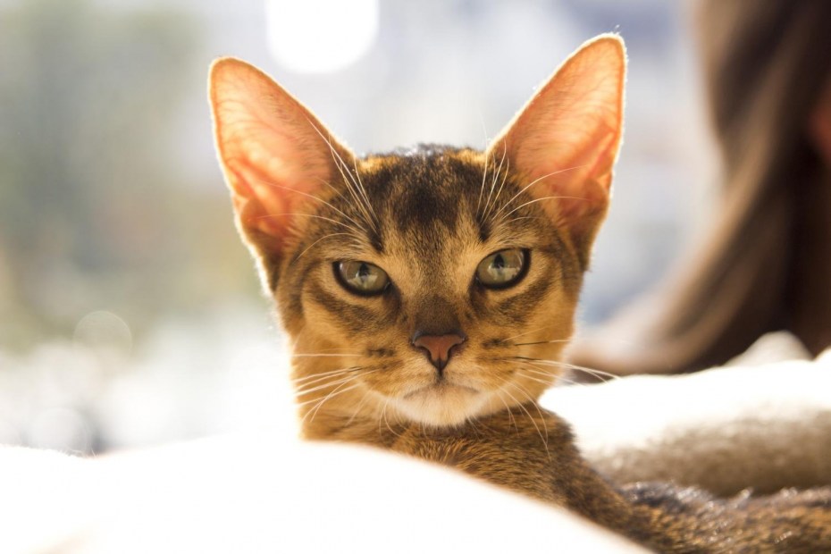 Королевский кот