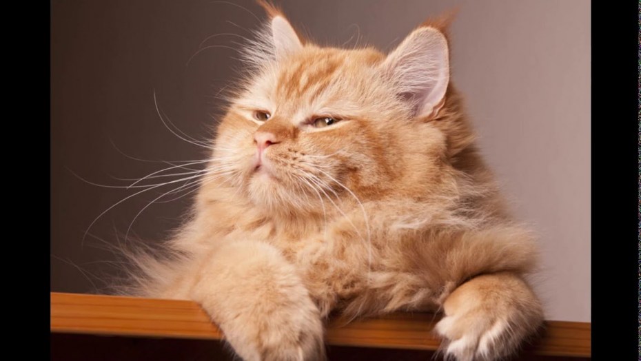 Котенок поднимает настроение