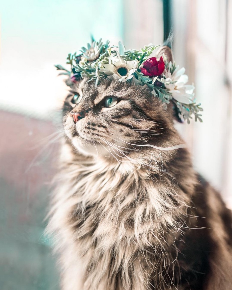 Кошачье презрение