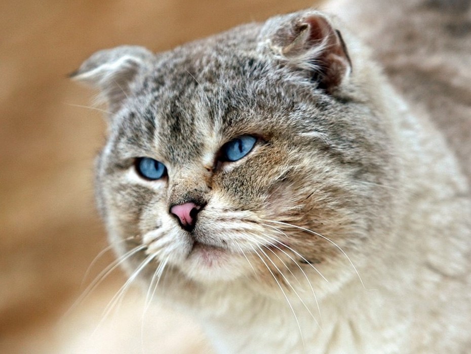Абиссинская кошка фото