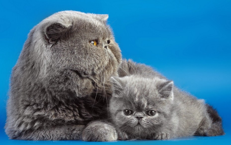 Персидская вислоухая кошка