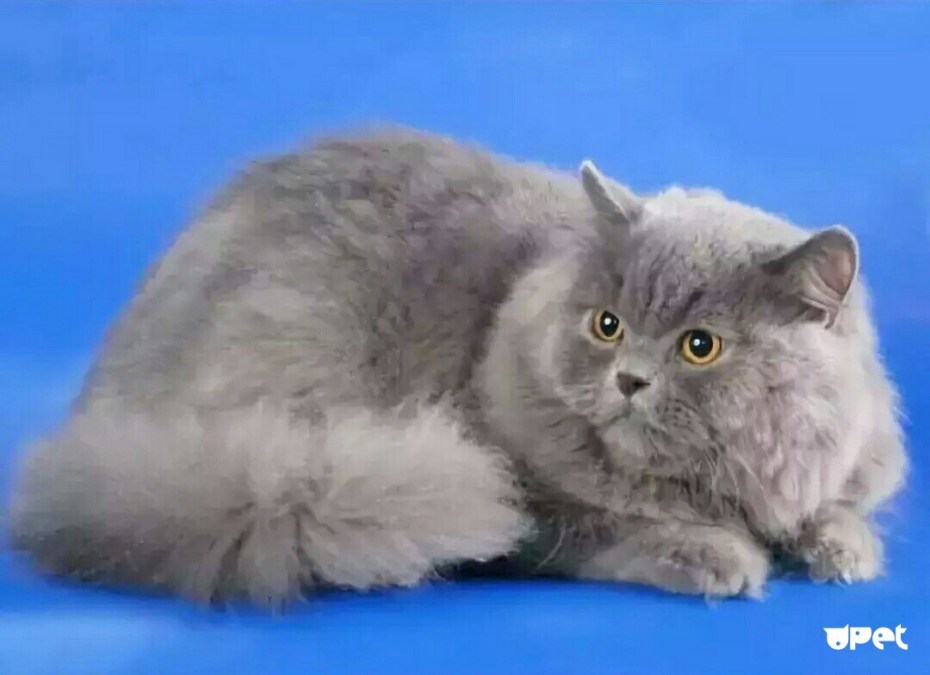 Шотландская вислоухая кошка длинношерстная
