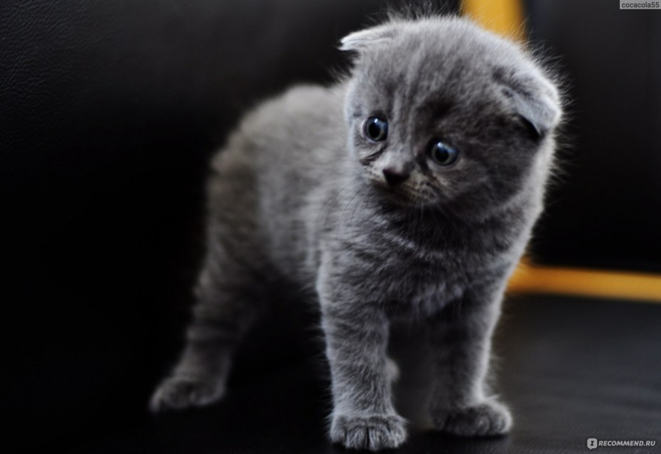 Шотландская кошка хайленд фолд