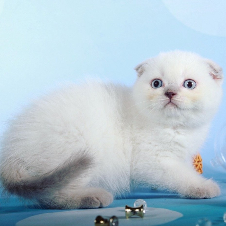 Серый вислоухий котенок британец