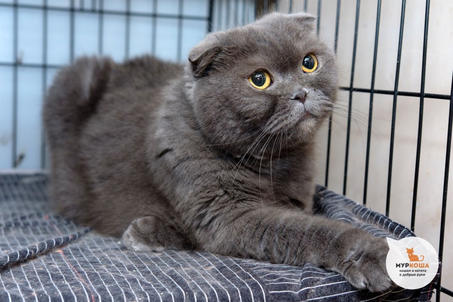 Шотландская вислоухая кошка лиловая