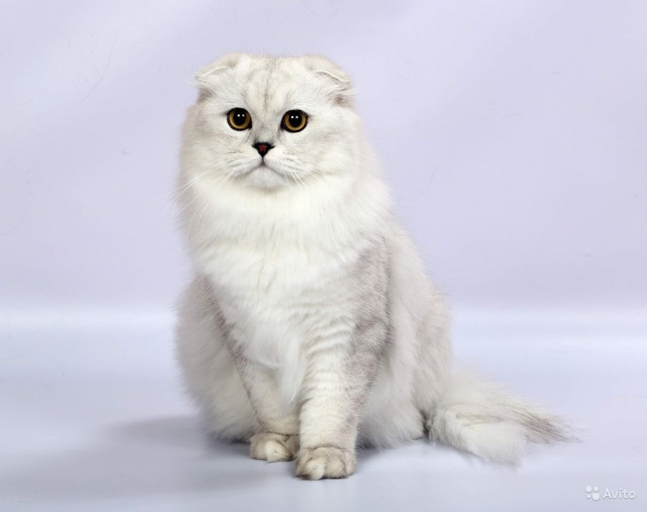 Милые котята вислоухие Шотландские