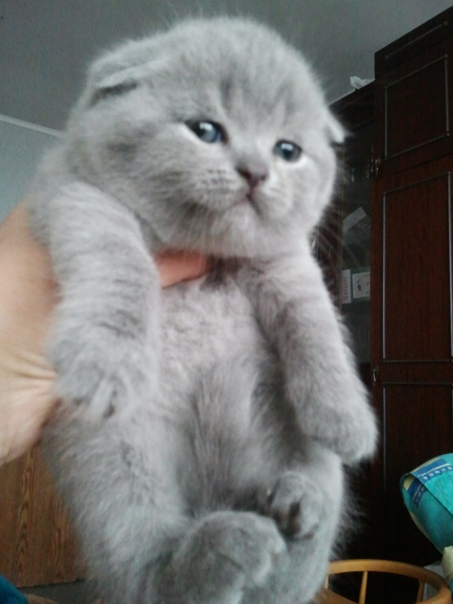 Скоттиш фолд пушистый