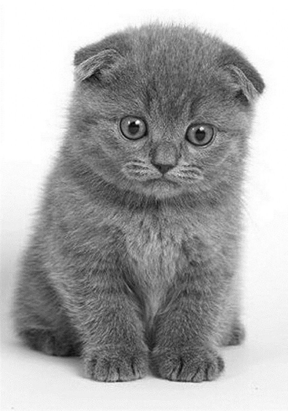 Шотландская вислоухая кошка самка