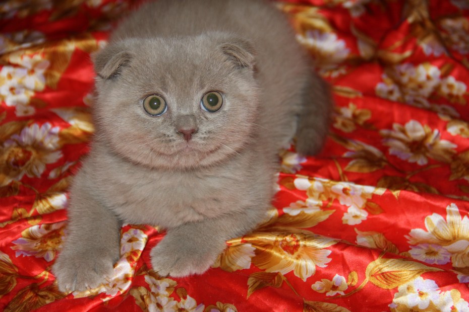 Скоттиш фолд пепельный