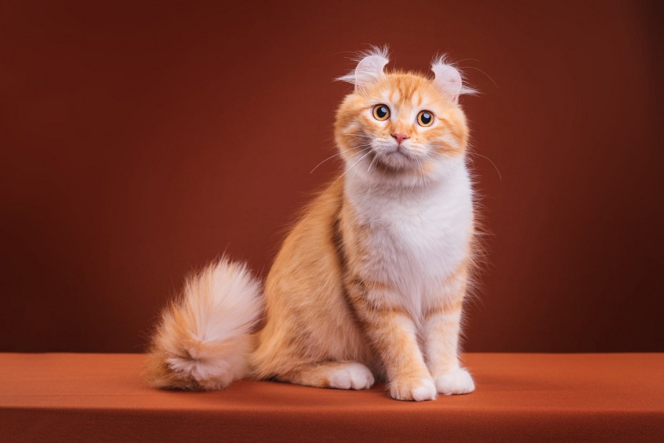 Британский кот вислоухий серый