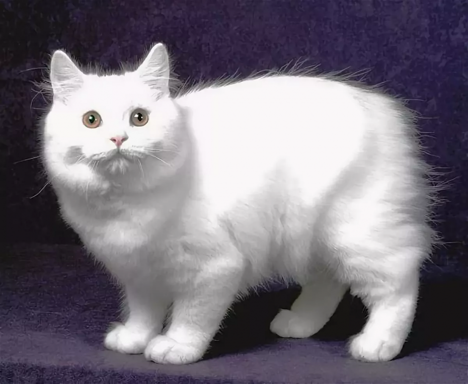 Кимрик Уэльская кошка